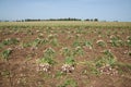 Garlic field