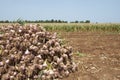 Garlic field