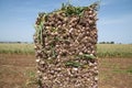 Garlic field Royalty Free Stock Photo