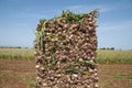 Garlic field