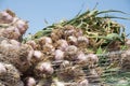 Garlic field