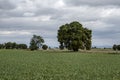 Garlic field in Spain Royalty Free Stock Photo