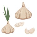 Garlic in a flat style isolated on a white background. Whole garlic, garlic cloves and cut