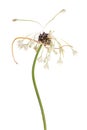 Garlic flower isolated on white background Royalty Free Stock Photo