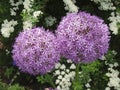 Garlic flowers