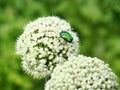 Garlic flowers. Cockchafer sits on white garlic flowers