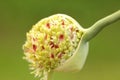 Garlic flowers