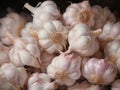 Garlic food bulb fresh raw healthy organic background ingredient nature closeup white vegetable Royalty Free Stock Photo