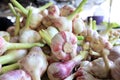 Garlic. Fresh garlic bulbs on a farmer market