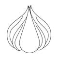 Garlic fresh vegetable in black and white