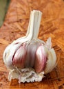 Garlic