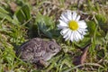 Garlic frog (Pelobates fuscus) toad on spring grass and flower