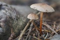 The Garlic Fungus Mycetinis scorodonius is an edible mushroom