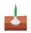 Garlic in the garden. Garlic growing in the ground. Vector illustration Royalty Free Stock Photo