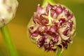 Garlic with germed onions Royalty Free Stock Photo