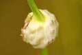 Garlic with germed onions Royalty Free Stock Photo