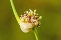 Garlic with germed onions Royalty Free Stock Photo