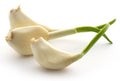 Garlic germinated Royalty Free Stock Photo