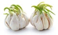Garlic germinated Royalty Free Stock Photo