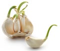 Garlic germinated Royalty Free Stock Photo