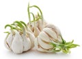 Garlic germinated Royalty Free Stock Photo