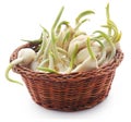Garlic germinated Royalty Free Stock Photo