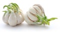 Garlic germinated Royalty Free Stock Photo