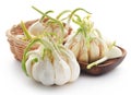 Garlic germinated Royalty Free Stock Photo