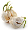 Garlic germinated Royalty Free Stock Photo
