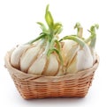 Garlic germinated Royalty Free Stock Photo