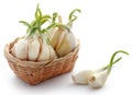 Garlic germinated Royalty Free Stock Photo