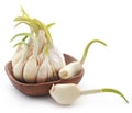 Garlic germinated Royalty Free Stock Photo