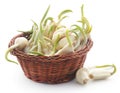Garlic germinated Royalty Free Stock Photo