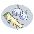 Garlic and ginger. Garlic and horseradish on a light-blue background.