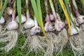 Garlic grass harvesting stems