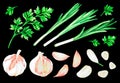 Garlic, green onion, parsley. Watercolor vintage illustration.Isolated on a black background.For design.