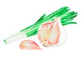 Garlic and green onions. Watercolor vintage illustration.Isolated on a white background.For design. Royalty Free Stock Photo