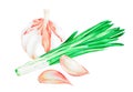 Garlic and green onions. Watercolor vintage illustration.Isolated on a white background.For design. Royalty Free Stock Photo