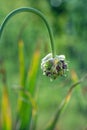 Garlic growing in a green summer garden