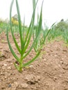 Garlic growing on a organic farm