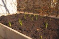 Garlic growing in pallet garden in early spring.. Royalty Free Stock Photo