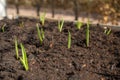 Garlic growing in pallet garden in early spring.. Royalty Free Stock Photo