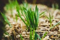 Garlic growing up on a straw bale bed