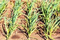 Garlic is growing. Young garlic plants in the field, agricultural background. The feathers of green onions and garlic Royalty Free Stock Photo