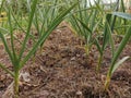 Garlic grows on a bed in even rows, the plants are covered with mulch from dry grass. Royalty Free Stock Photo