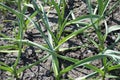 Garlic grows. Young garlic plants in the field, agricultural background. Feathers green onion and garlic are growing in the garden Royalty Free Stock Photo