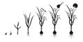 Garlic growth cycle. Black silhouette of development of bulbous plants. Infographic of growing seedlings from seeds