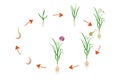 Garlic growth cycle. Vector illustration of bulbous plant development infographic. Sequential process of growing leafy