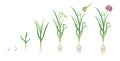 Garlic growth cycle. Vector illustration of development of an agricultural plant. Germination and flowering of