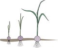 Garlic growth stages